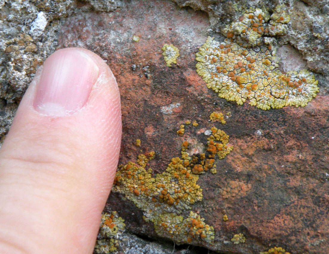 Caloplaca decipiens?